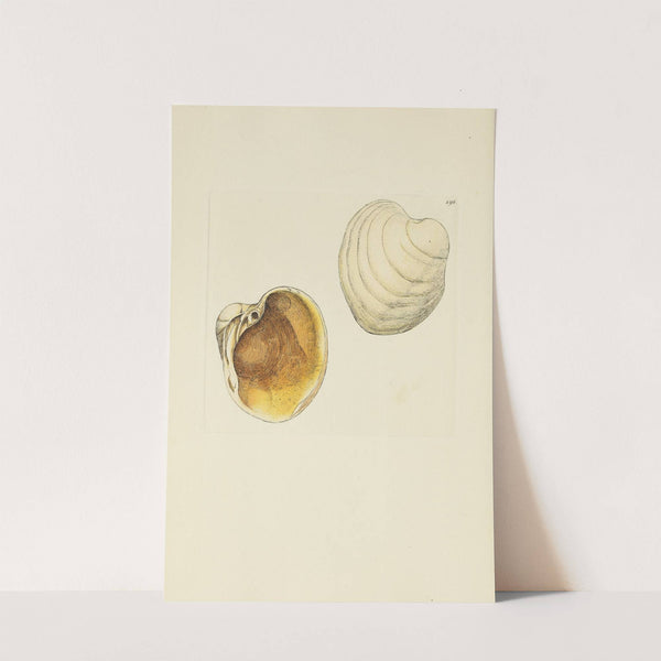 The mineral conchology of Great Britain Pl.192 by James Sowerby