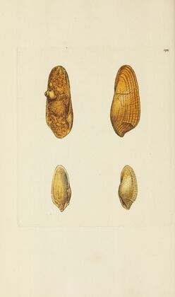 The mineral conchology of Great Britain Pl.194