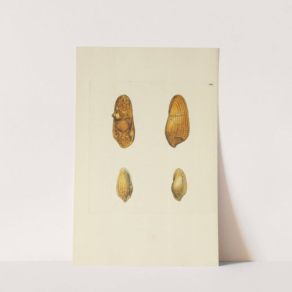 The mineral conchology of Great Britain Pl.194 by James Sowerby