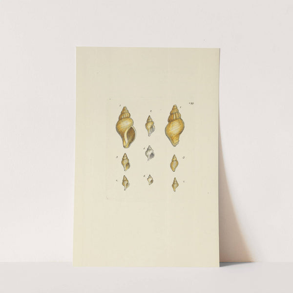 The mineral conchology of Great Britain Pl.195 by James Sowerby