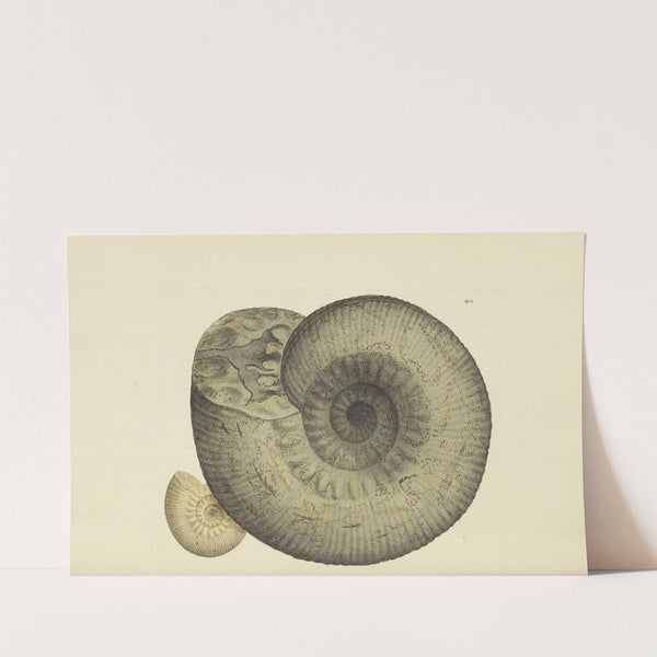 The mineral conchology of Great Britain Pl.196 by James Sowerby