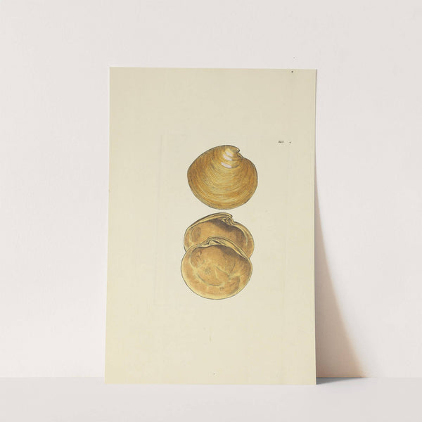 The mineral conchology of Great Britain Pl.197 by James Sowerby