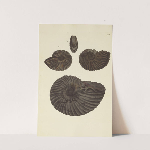 The mineral conchology of Great Britain Pl.199 by James Sowerby