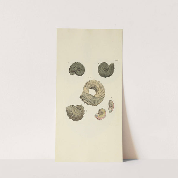 The mineral conchology of Great Britain Pl.200 by James Sowerby