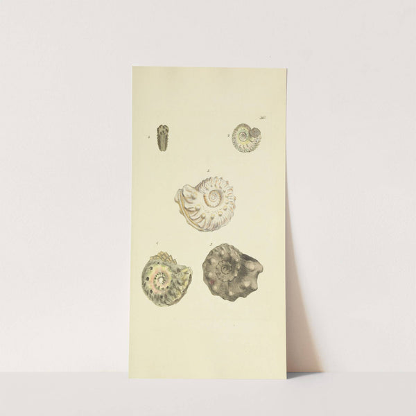 The mineral conchology of Great Britain Pl.201 by James Sowerby