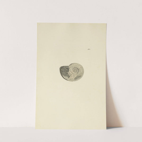 The mineral conchology of Great Britain Pl.202 by James Sowerby