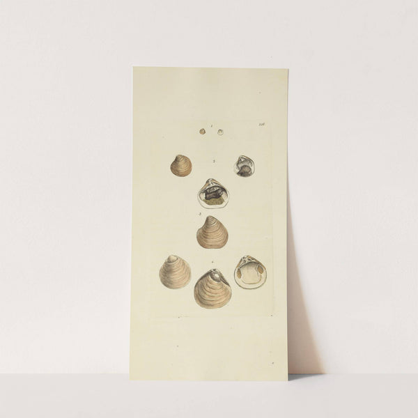 The mineral conchology of Great Britain Pl.206 by James Sowerby