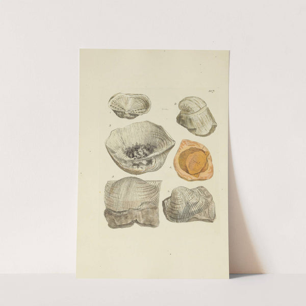 The mineral conchology of Great Britain Pl.207 by James Sowerby