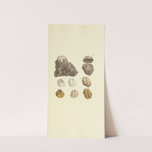 The mineral conchology of Great Britain Pl.208 by James Sowerby