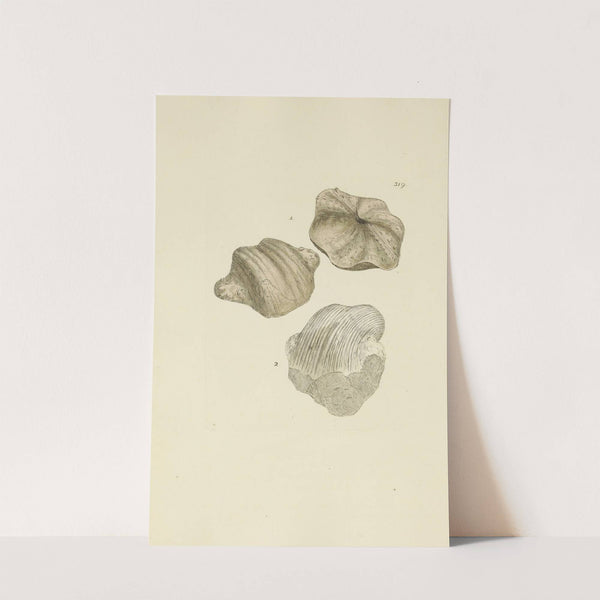 The mineral conchology of Great Britain Pl.209 by James Sowerby