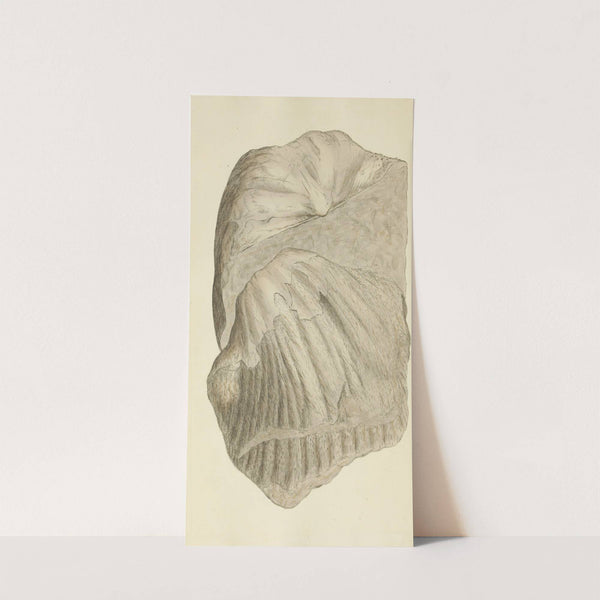 The mineral conchology of Great Britain Pl.210 by James Sowerby