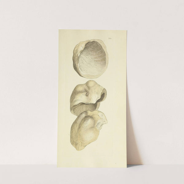 The mineral conchology of Great Britain Pl.211 by James Sowerby