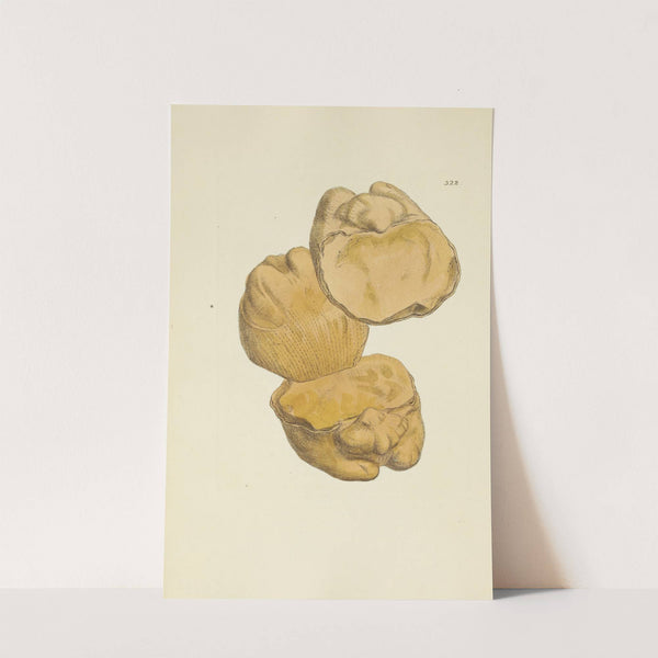 The mineral conchology of Great Britain Pl.212 by James Sowerby