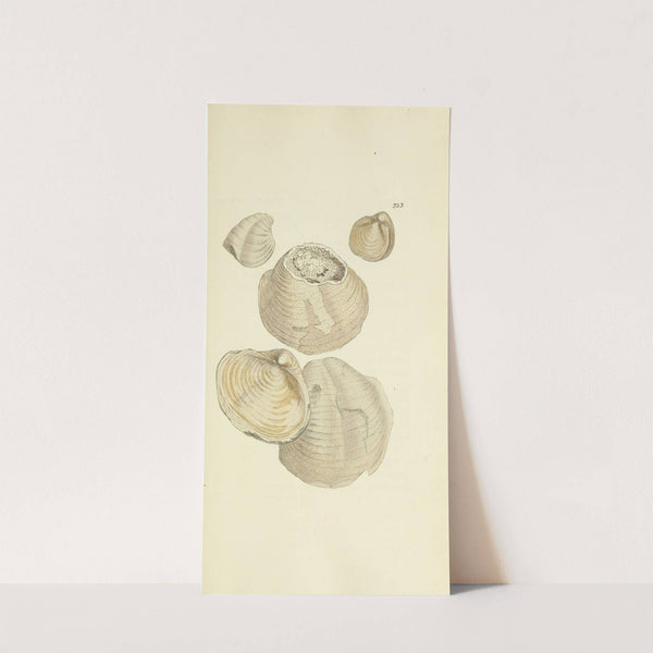 The mineral conchology of Great Britain Pl.213 by James Sowerby