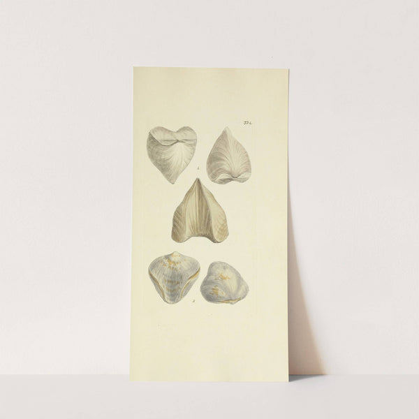 The mineral conchology of Great Britain Pl.214 by James Sowerby