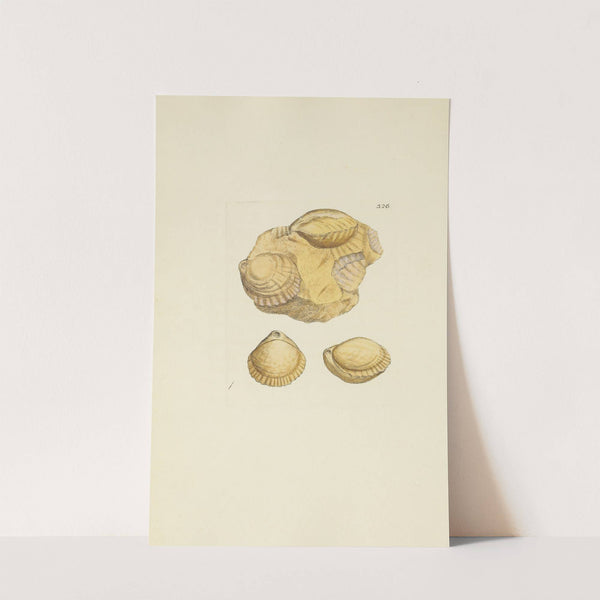 The mineral conchology of Great Britain Pl.216 by James Sowerby