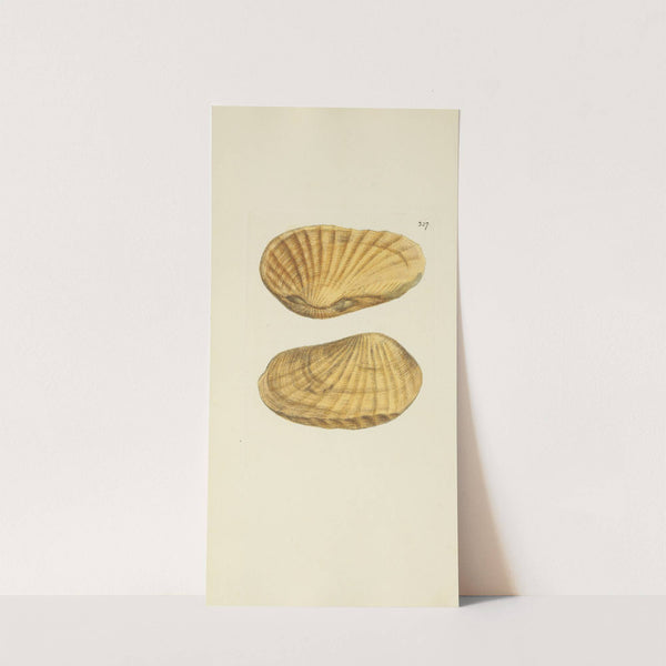 The mineral conchology of Great Britain Pl.217 by James Sowerby