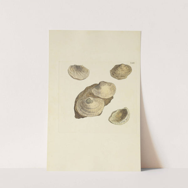 The mineral conchology of Great Britain Pl.218 by James Sowerby