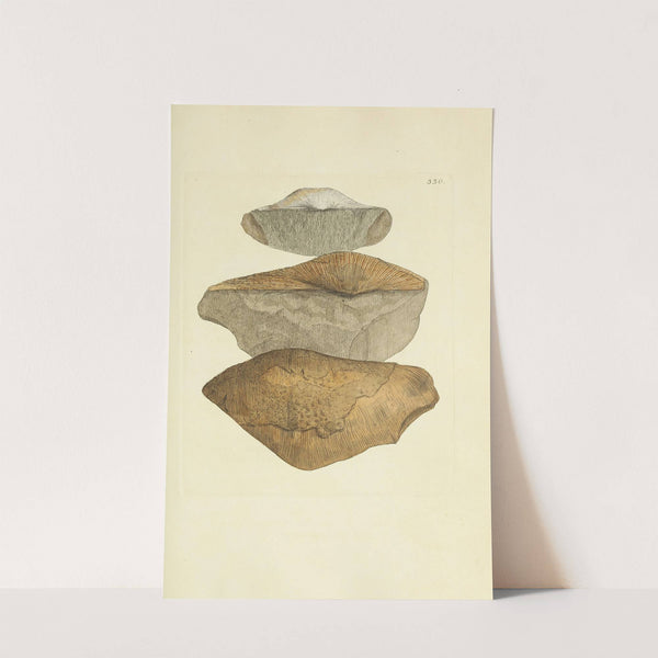 The mineral conchology of Great Britain Pl.220 by James Sowerby