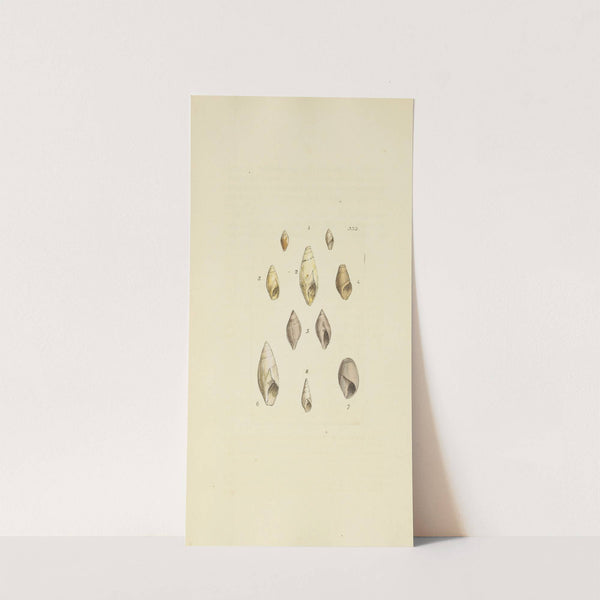 The mineral conchology of Great Britain Pl.222 by James Sowerby