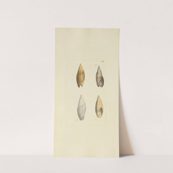 The mineral conchology of Great Britain Pl.223 by James Sowerby