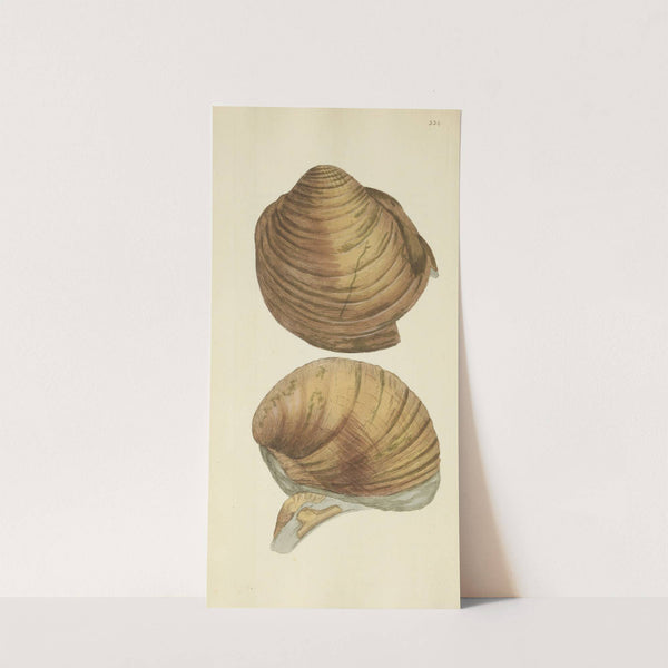 The mineral conchology of Great Britain Pl.224 by James Sowerby