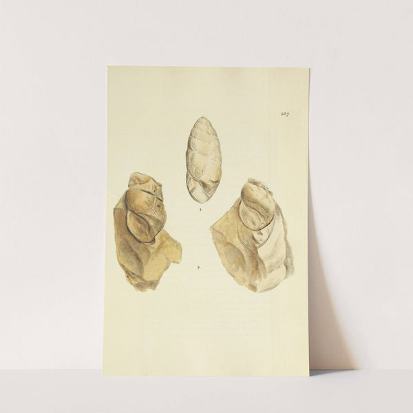 The mineral conchology of Great Britain Pl.227 by James Sowerby