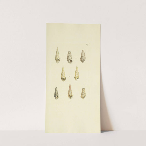 The mineral conchology of Great Britain Pl.229 by James Sowerby