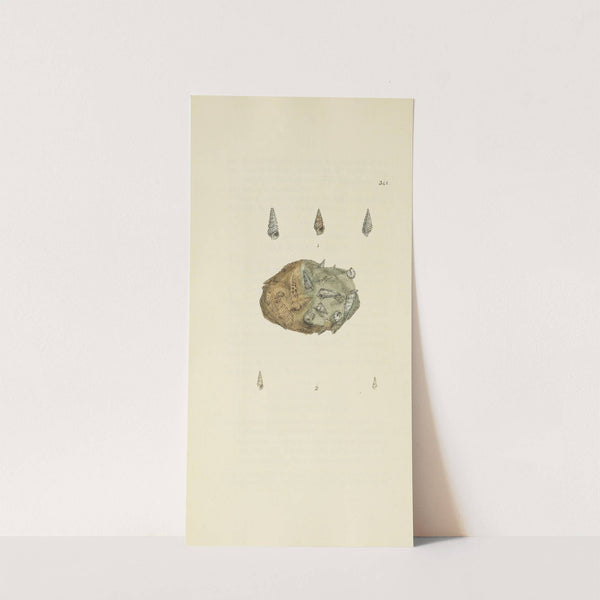 The mineral conchology of Great Britain Pl.231 by James Sowerby