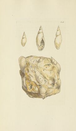 The mineral conchology of Great Britain Pl.232