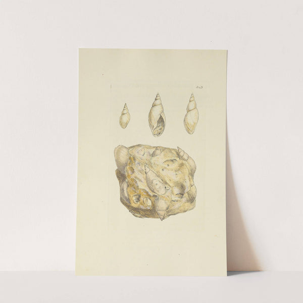 The mineral conchology of Great Britain Pl.232 by James Sowerby