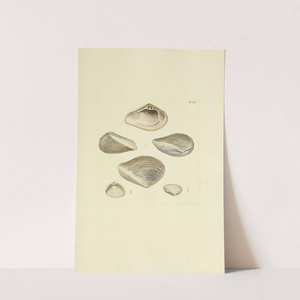 The mineral conchology of Great Britain Pl.234 by James Sowerby