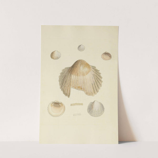 The mineral conchology of Great Britain Pl.235 by James Sowerby