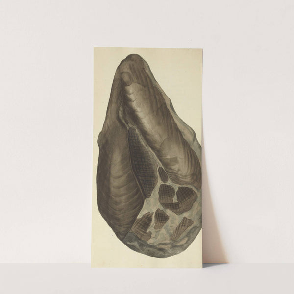 The mineral conchology of Great Britain Pl.236 by James Sowerby