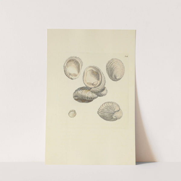 The mineral conchology of Great Britain Pl.237 by James Sowerby