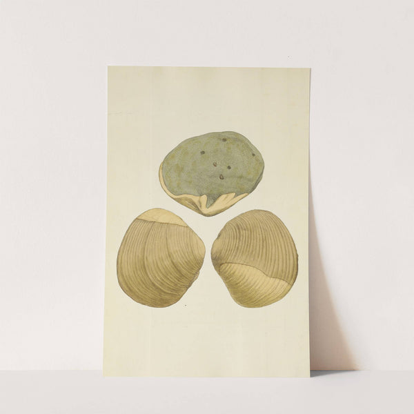 The mineral conchology of Great Britain Pl.241 by James Sowerby