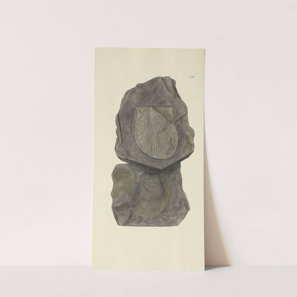 The mineral conchology of Great Britain Pl.242 by James Sowerby