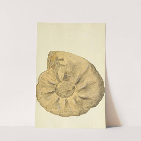 The mineral conchology of Great Britain Pl.245 by James Sowerby