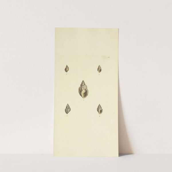 The mineral conchology of Great Britain Pl.247 by James Sowerby