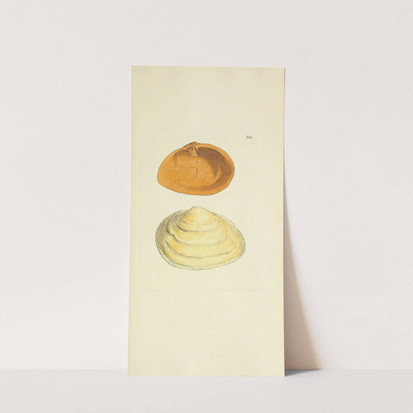 The mineral conchology of Great Britain Pl.250 by James Sowerby