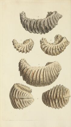 The mineral conchology of Great Britain Pl.251