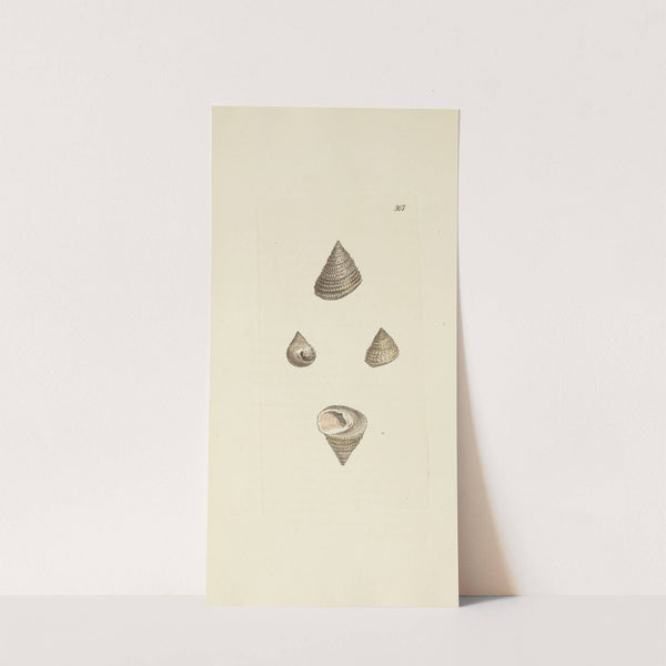 The mineral conchology of Great Britain Pl.253 by James Sowerby