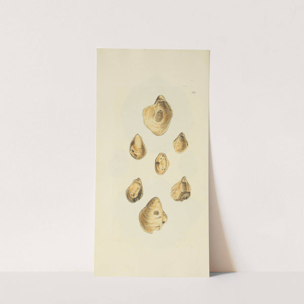 The mineral conchology of Great Britain Pl.255 by James Sowerby