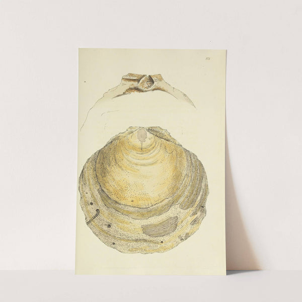 The mineral conchology of Great Britain Pl.257 by James Sowerby