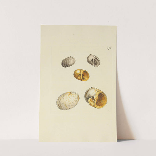 The mineral conchology of Great Britain Pl.259 by James Sowerby