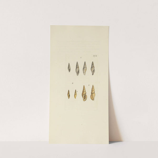 The mineral conchology of Great Britain Pl.261 by James Sowerby