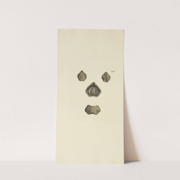 The mineral conchology of Great Britain Pl.262 by James Sowerby