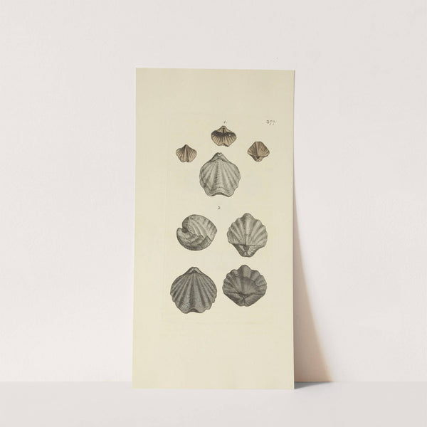 The mineral conchology of Great Britain Pl.263 by James Sowerby