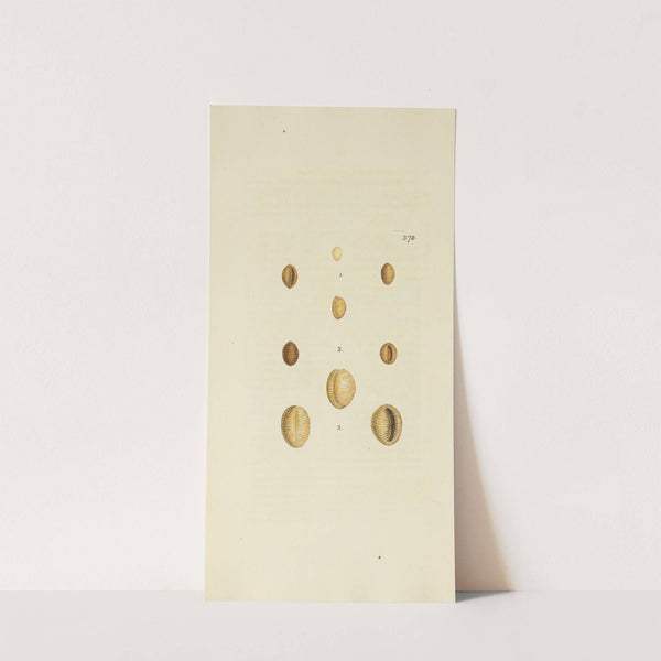 The mineral conchology of Great Britain Pl.264 by James Sowerby