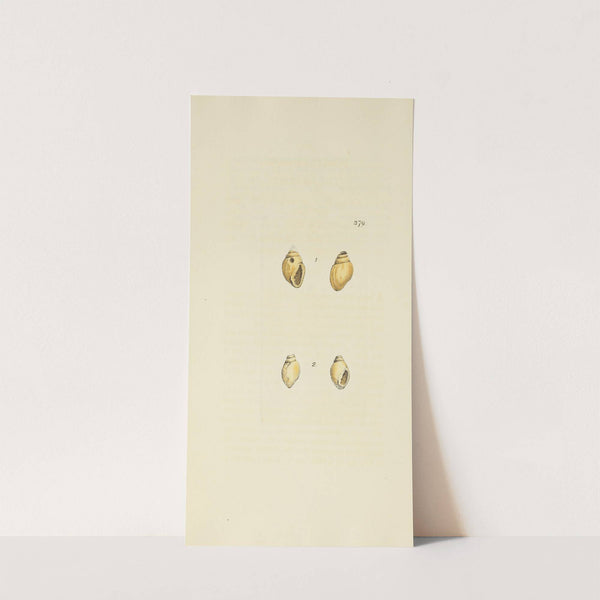 The mineral conchology of Great Britain Pl.265 by James Sowerby